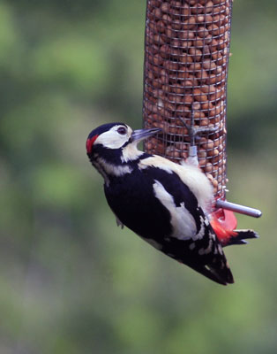 Woodpecker photographs by Betty Fold Gallery